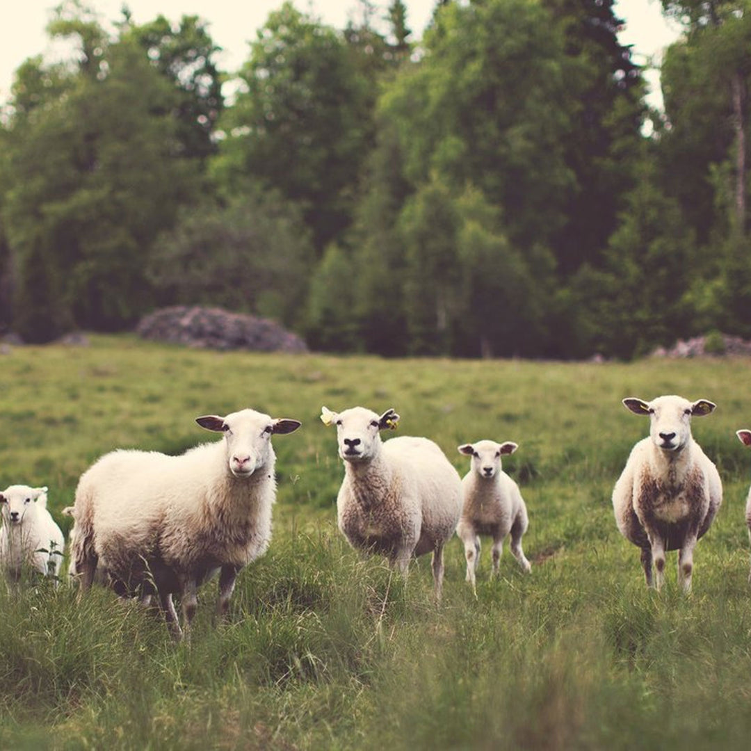Know your Wool