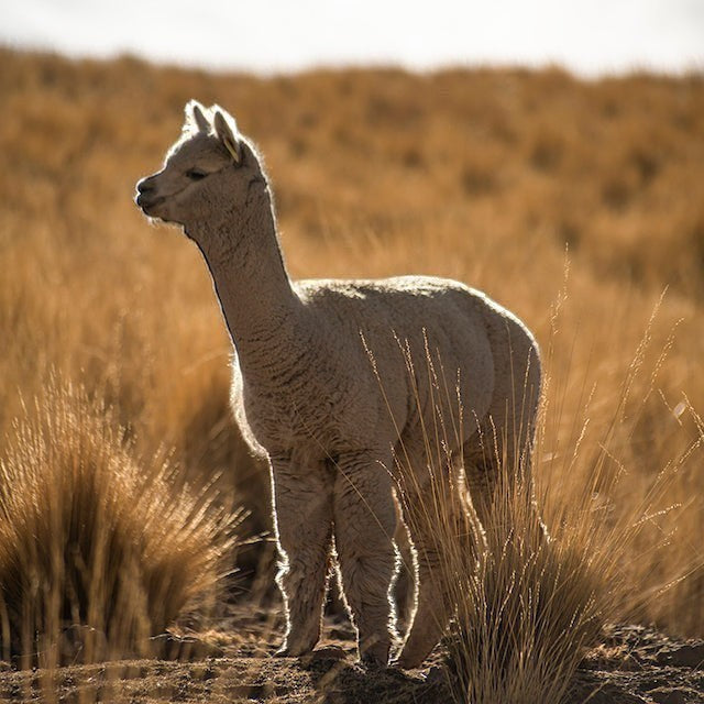 A young alpaca standing in a sunlit field of tall golden grass, representing the source of Baabuk alpaca wool.
