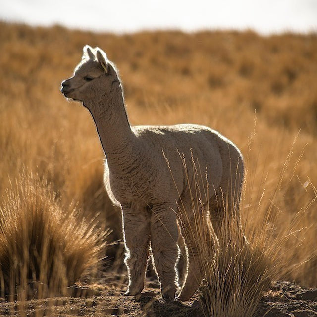 Baabuk alpaca standing in a sunlit field, representing the sustainable source of soft baby alpaca wool beanies.