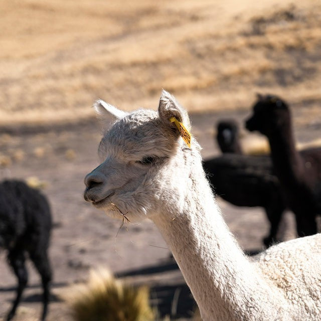 A white alpaca in a field, representing the sustainable baby alpaca wool used in Baabuk winter gloves.