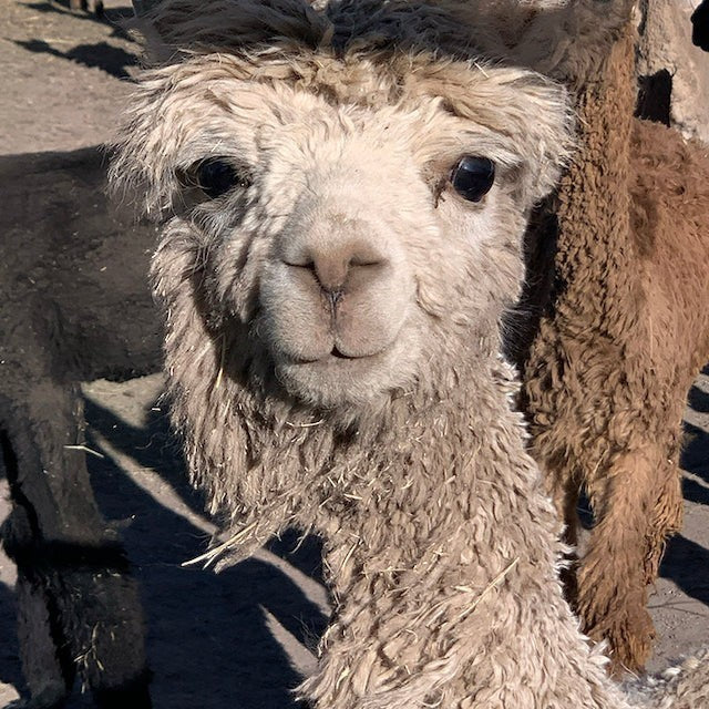 Close-up of a fluffy camel-colored alpaca, the source of Baabuk sustainable baby alpaca wool gloves.